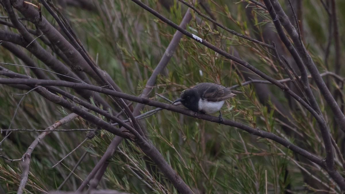 Black Honeyeater - ML643583513