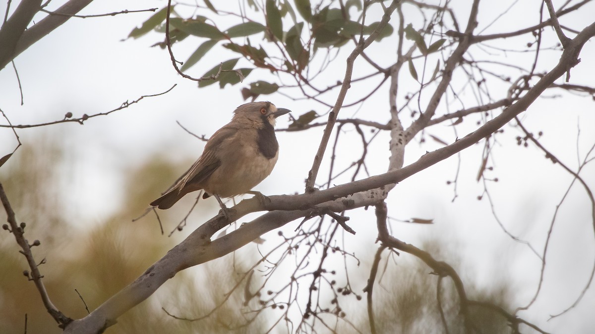 Crested Bellbird - ML643583526