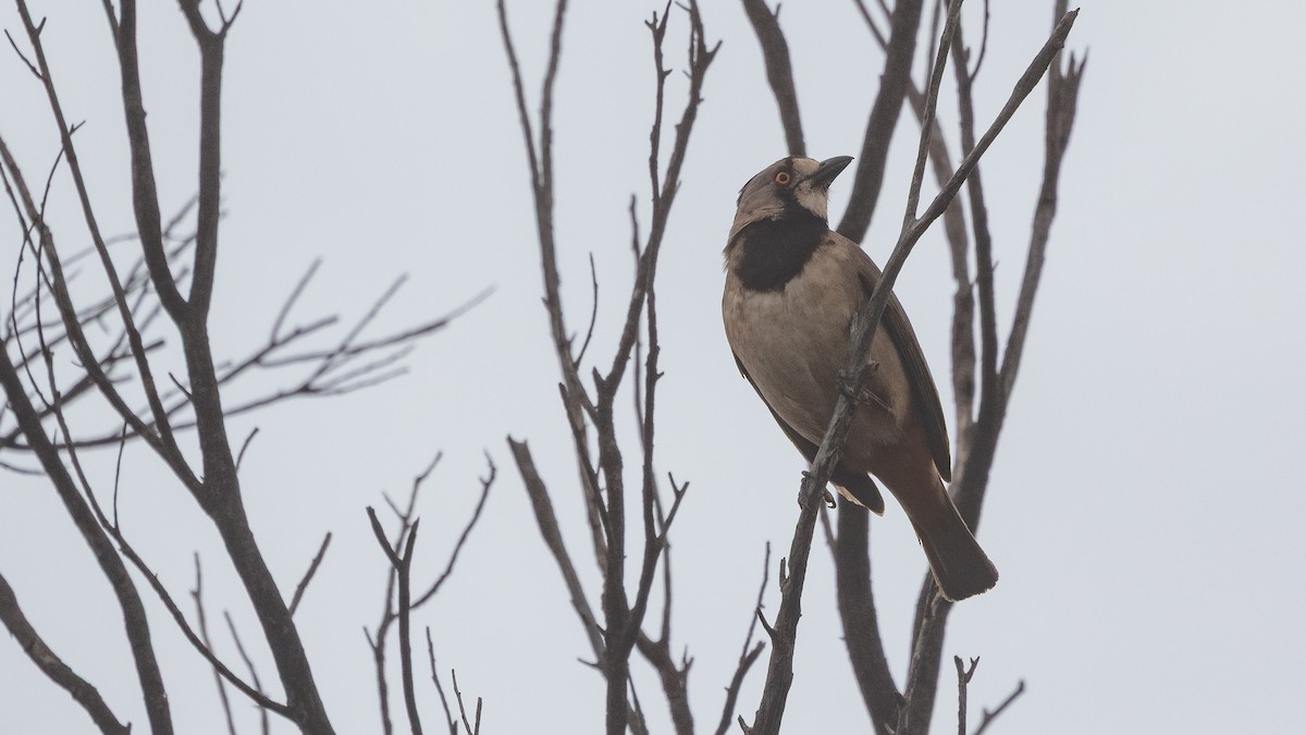 Crested Bellbird - ML643583527