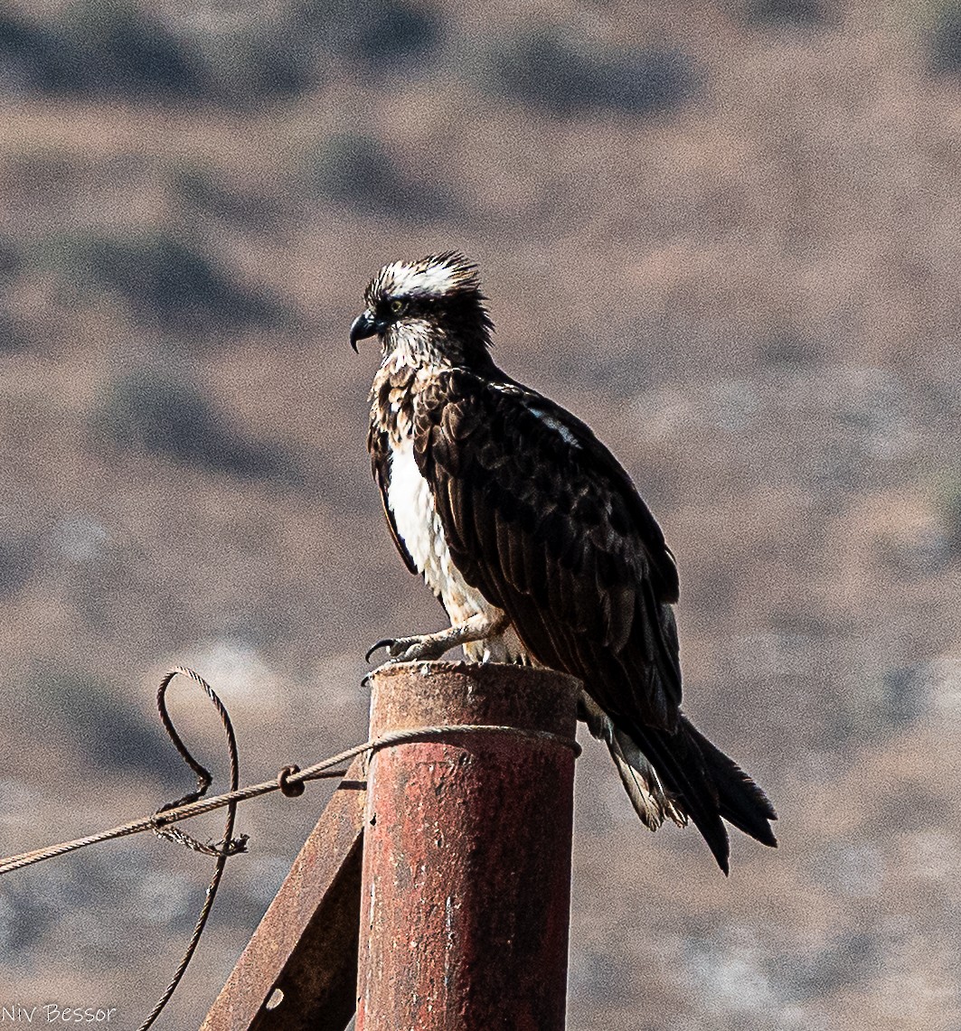 Osprey (Eurasian) - ML643583528