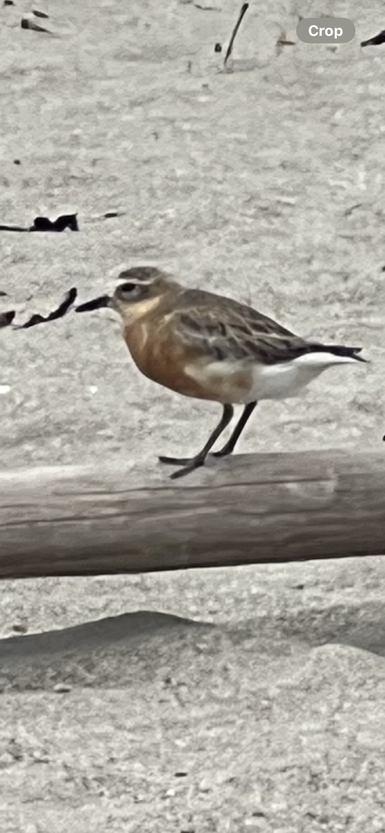 kulík rezavý - ML643583536