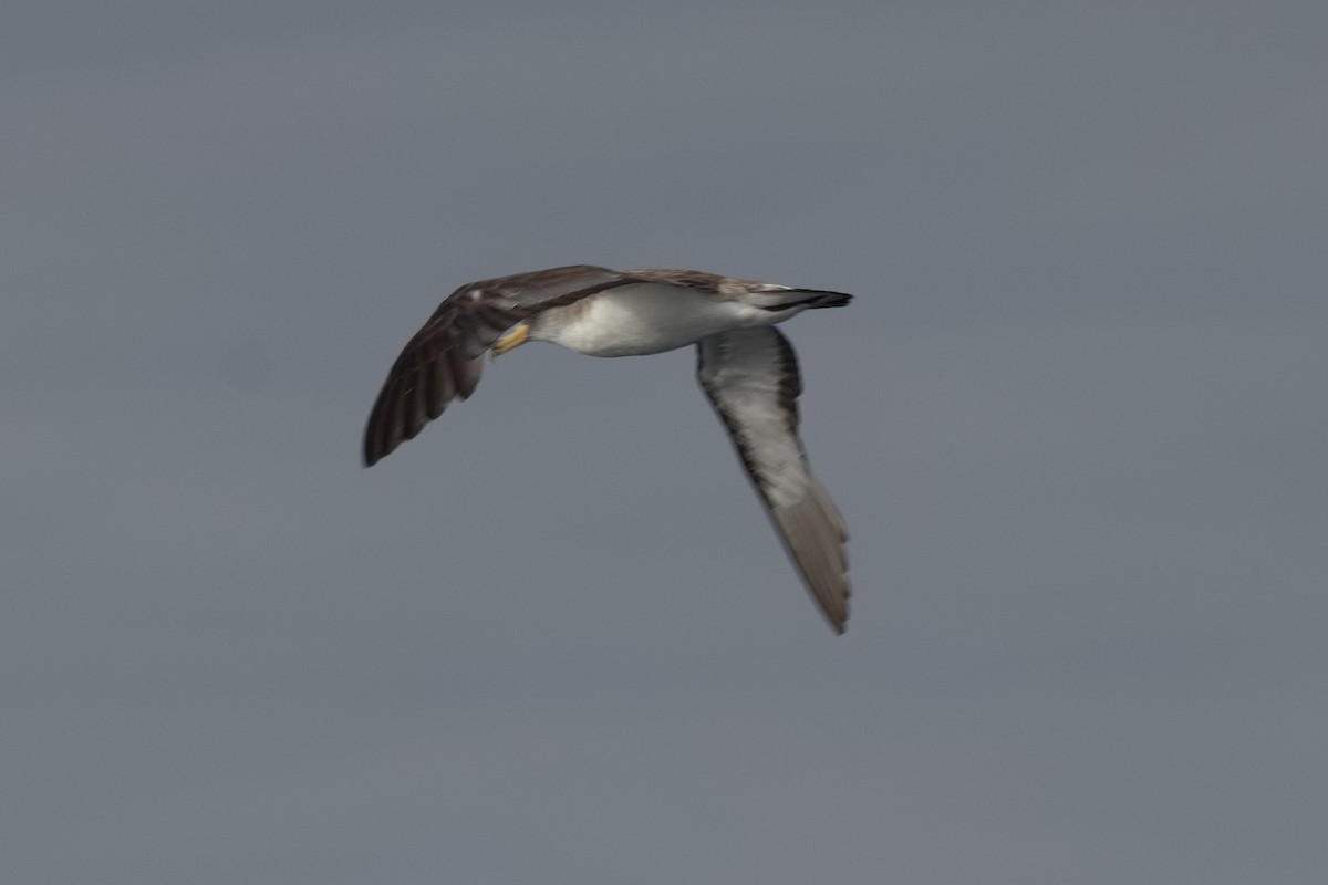 Cory's Shearwater - ML643583550