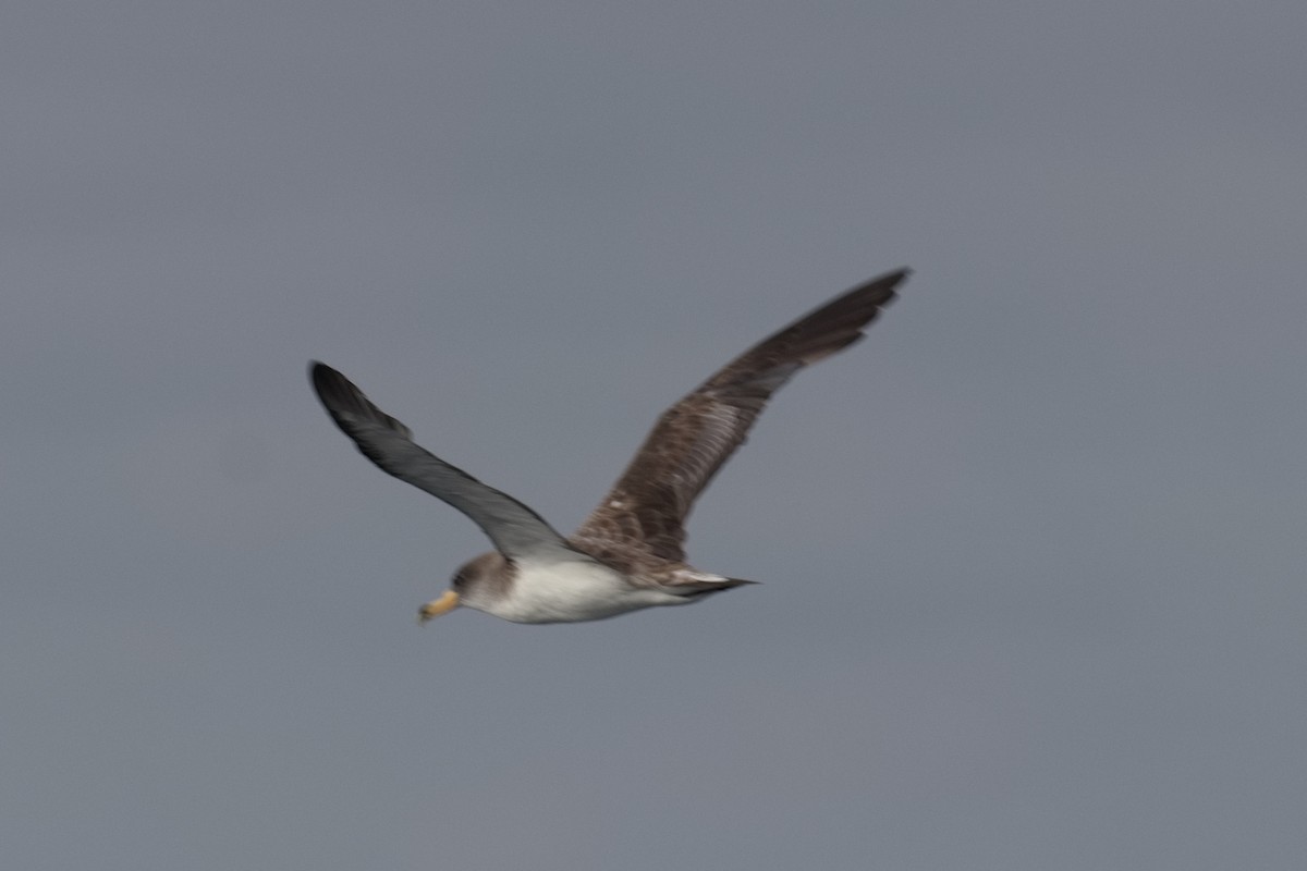 Cory's Shearwater - ML643583554