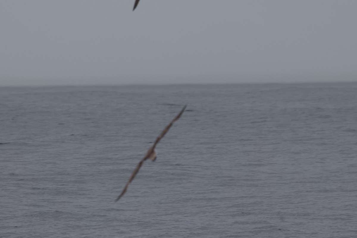 Cory's Shearwater - ML643583556