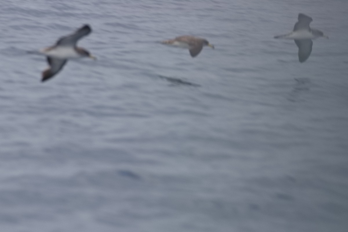Cory's Shearwater - ML643583561