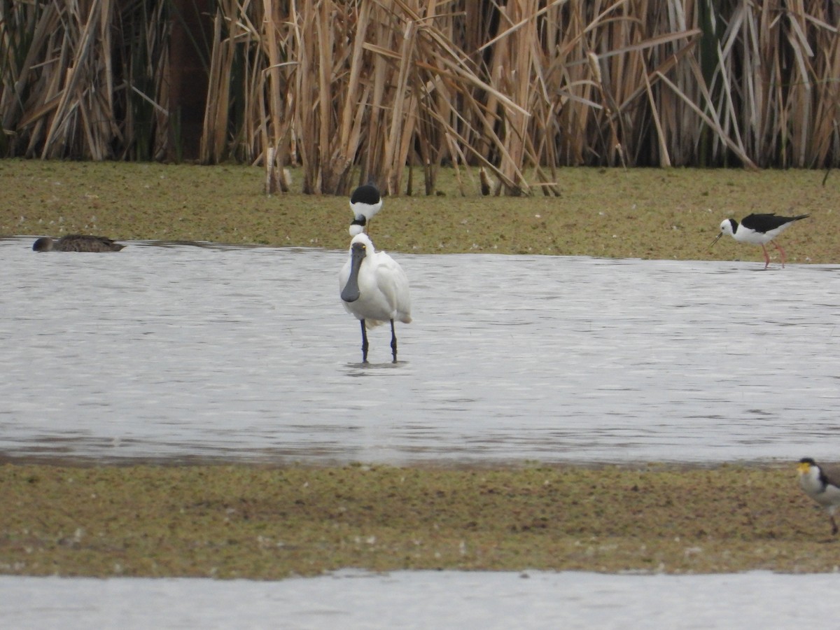 Royal Spoonbill - ML643583567
