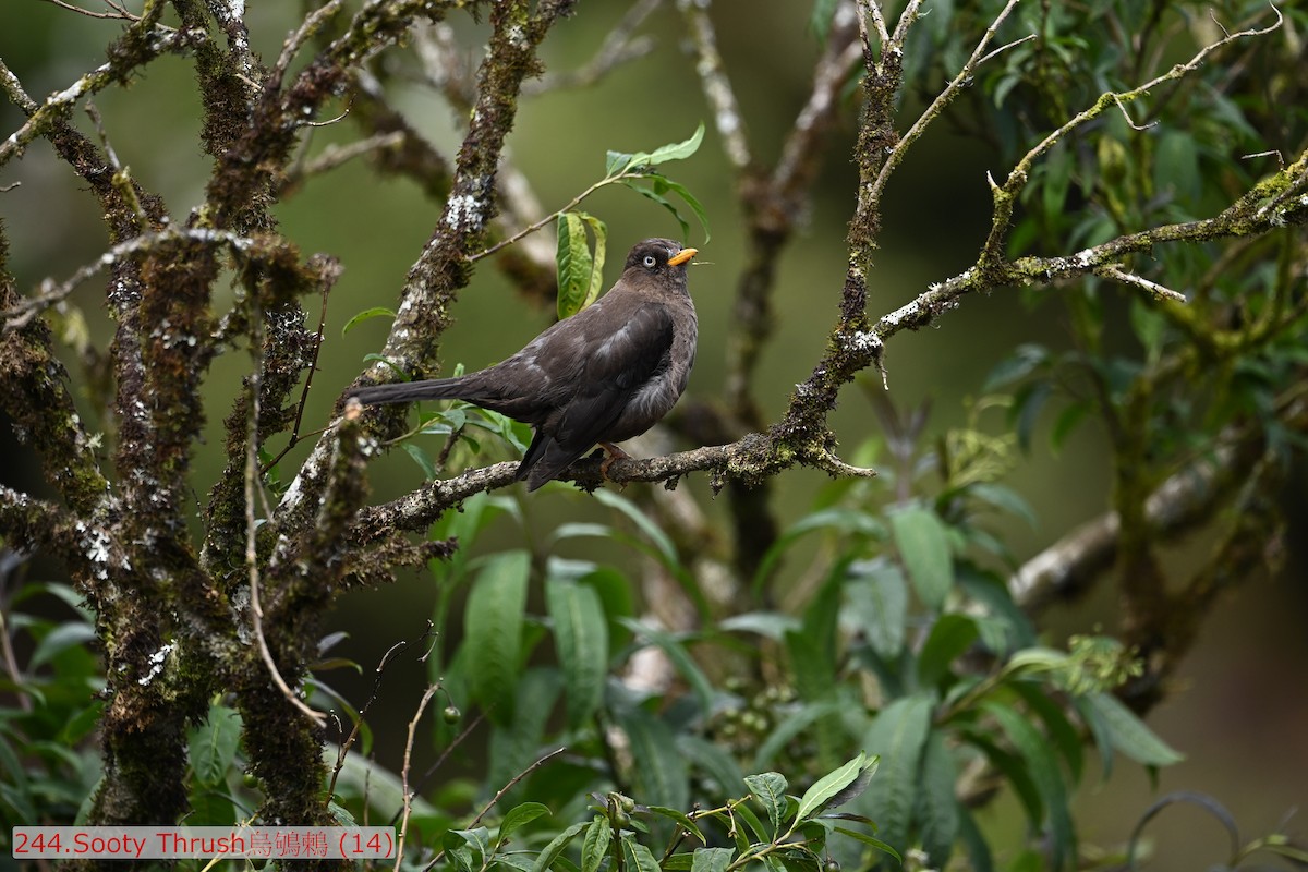 Sooty Thrush - ML643583569