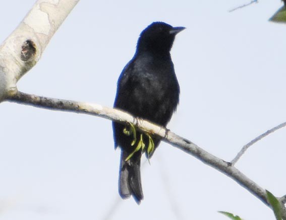 Ruby-crowned Tanager - ML643583570