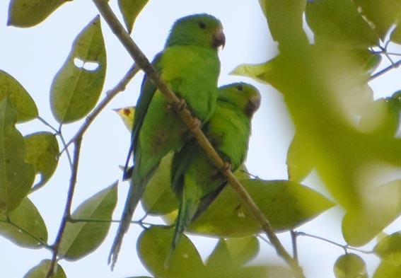 Plain Parakeet - ML643583575