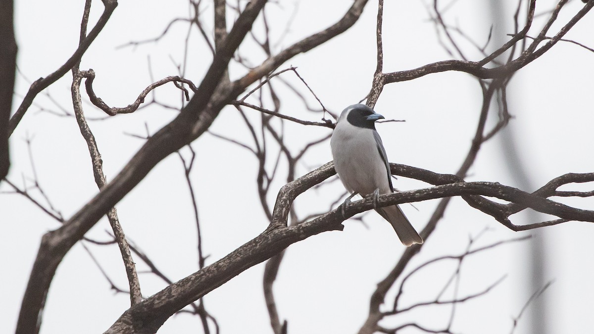 Masked Woodswallow - ML643583577