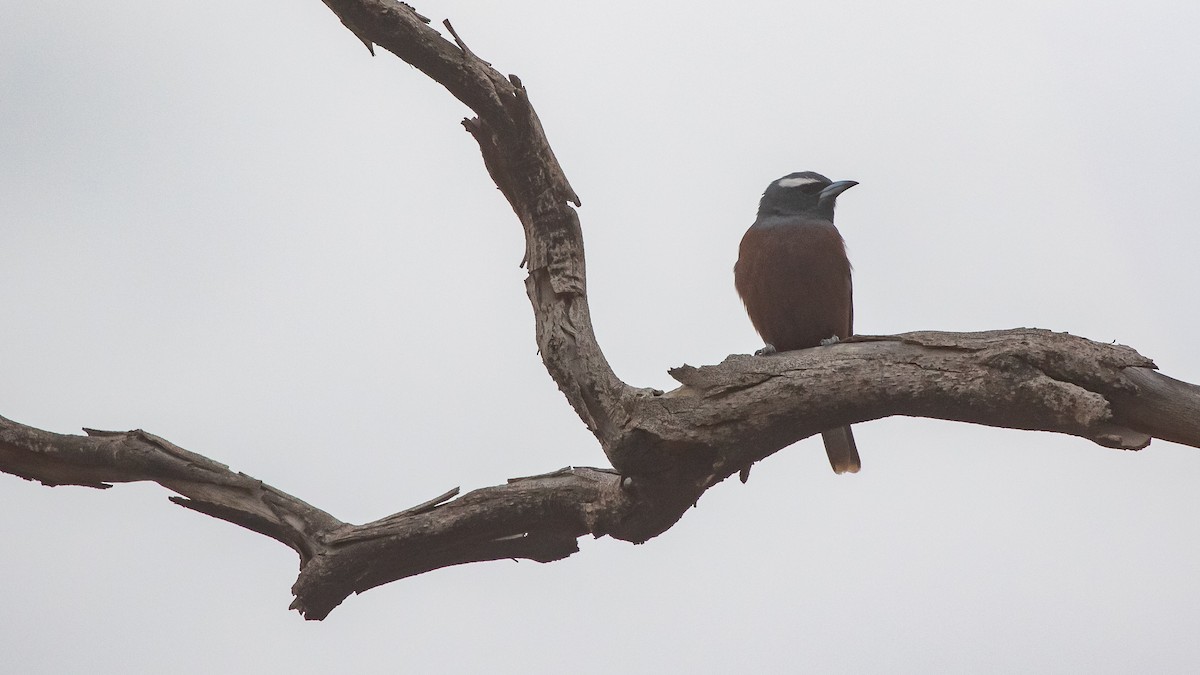 White-browed Woodswallow - ML643583578