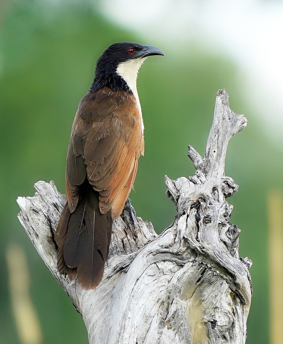 Coppery-tailed Coucal - ML643583584