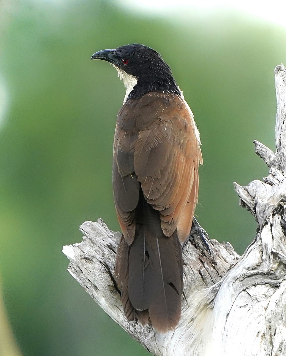 Coppery-tailed Coucal - ML643583585