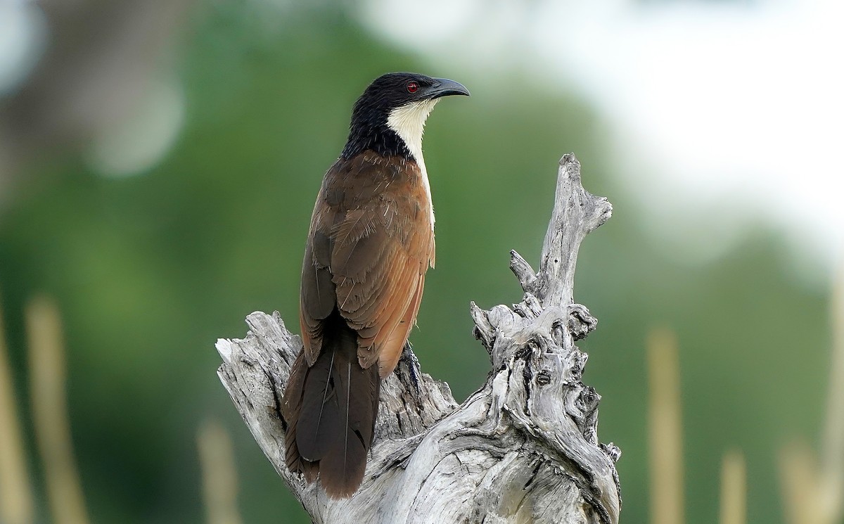 Coppery-tailed Coucal - ML643583586