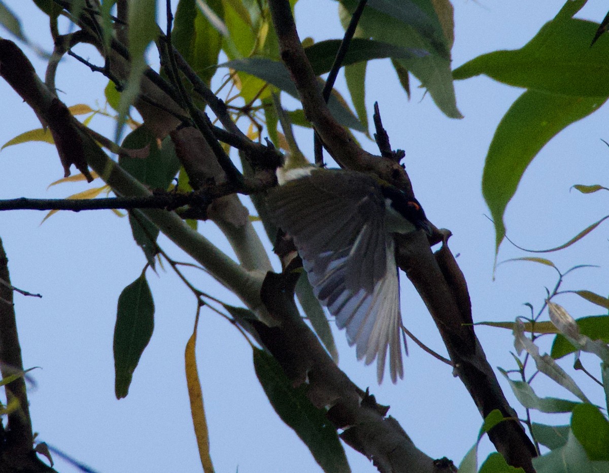 White-naped Honeyeater - ML643583592