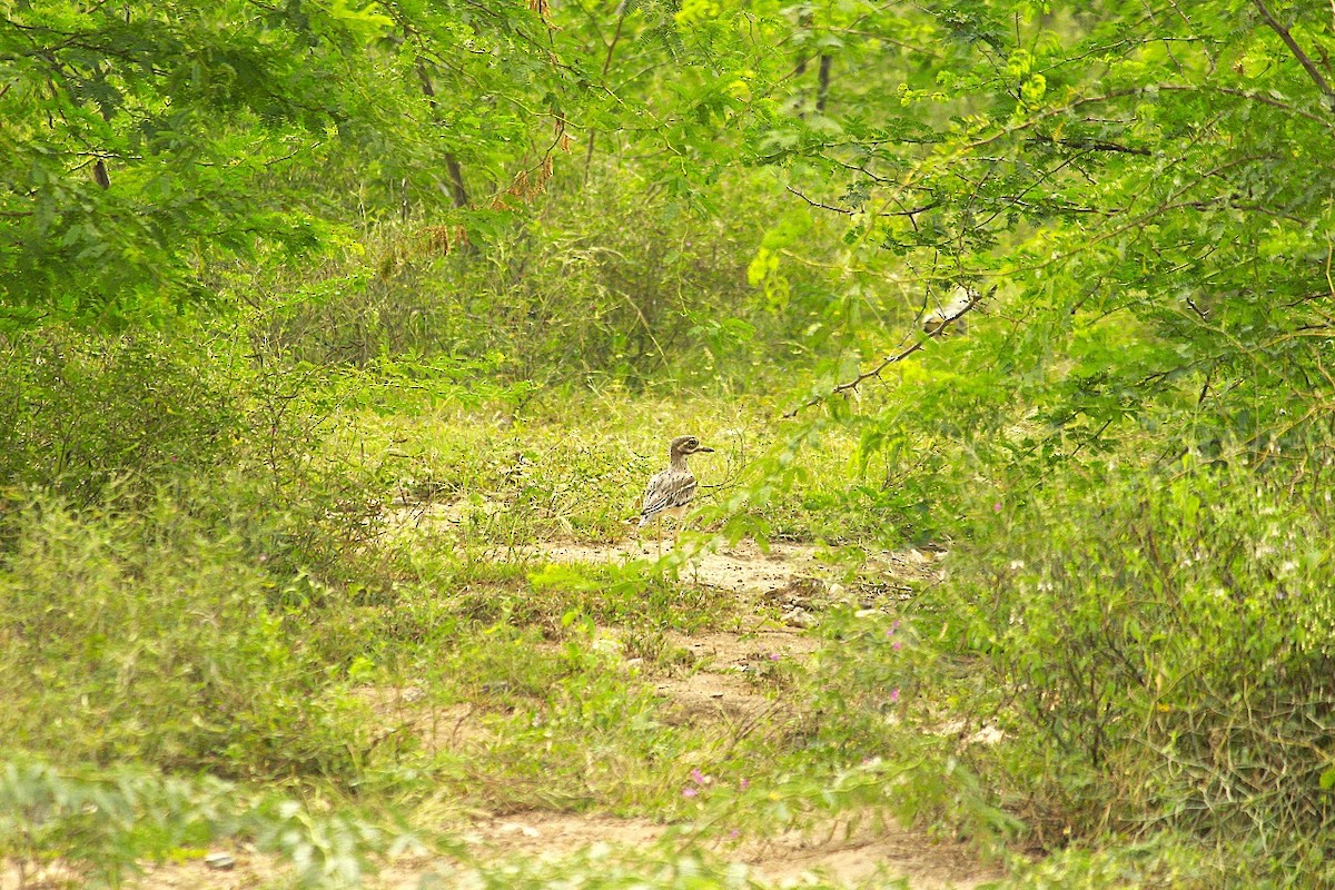 Indian Thick-knee - ML643583593