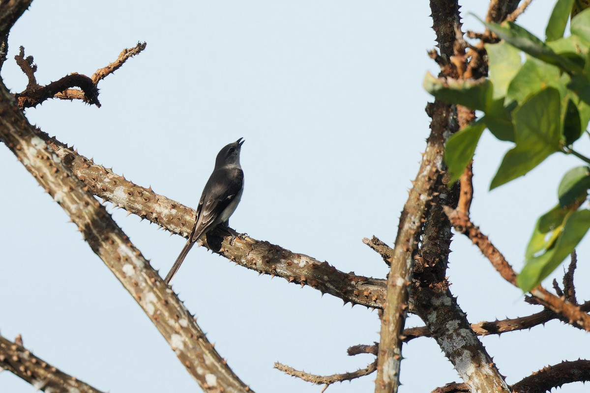Brown-rumped Minivet - ML643583598