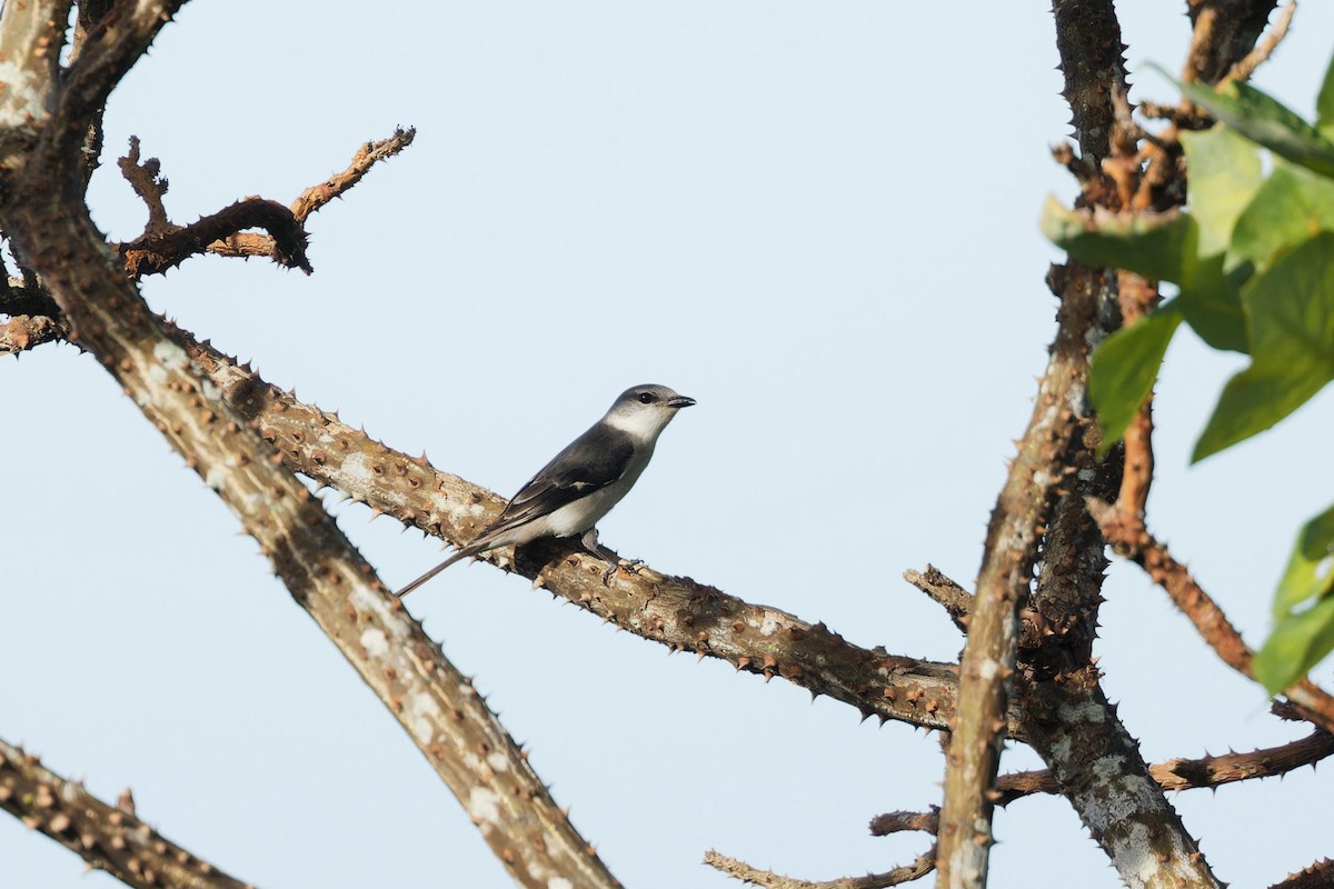 Brown-rumped Minivet - ML643583599