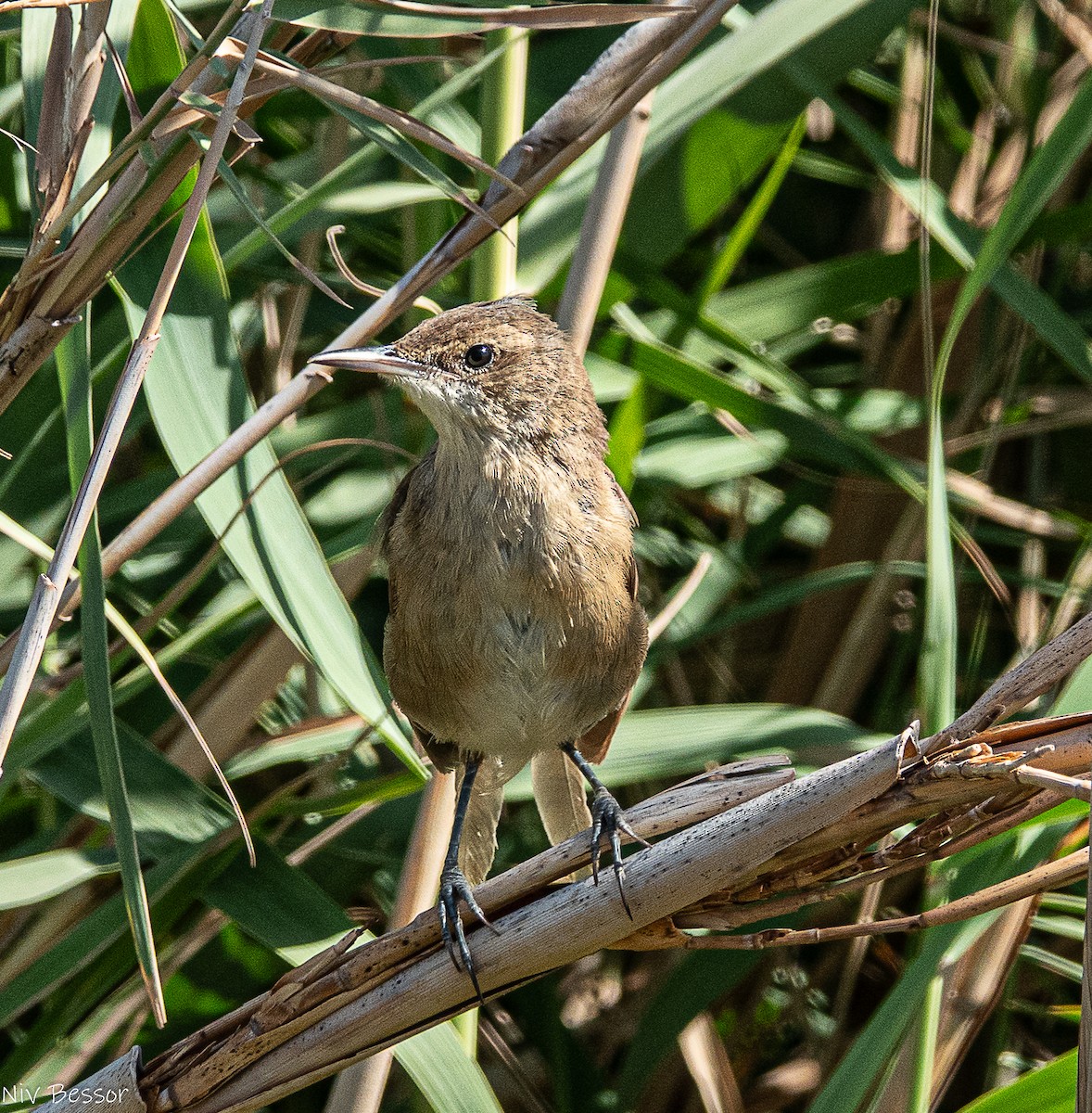 Clamorous Reed Warbler (Clamorous) - ML643583602