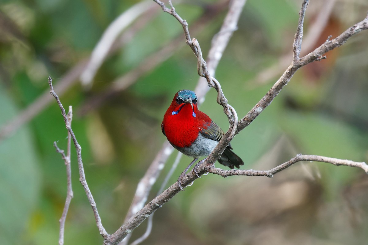 Crimson Sunbird - ML643583605