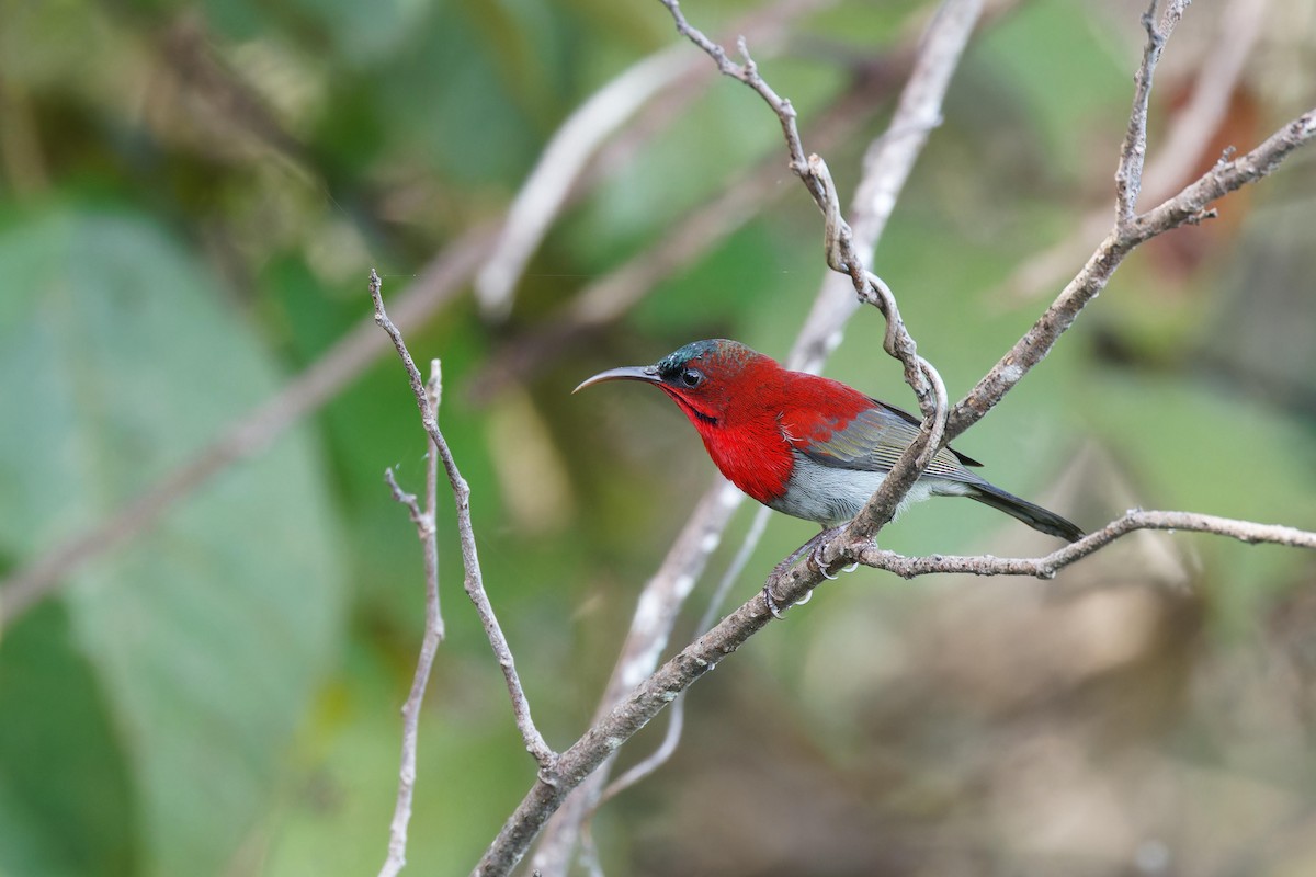 Crimson Sunbird - ML643583606