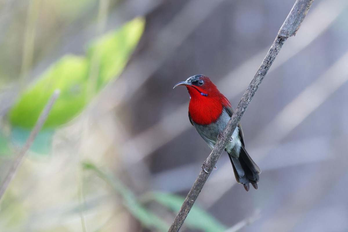 Crimson Sunbird - ML643583607