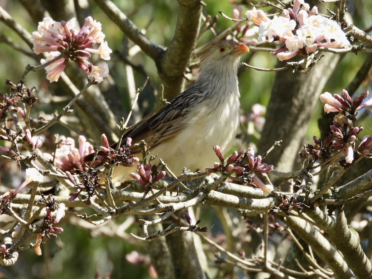 Guira Cuckoo - ML643583633