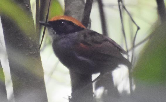 Black-cheeked Gnateater - ML643583634