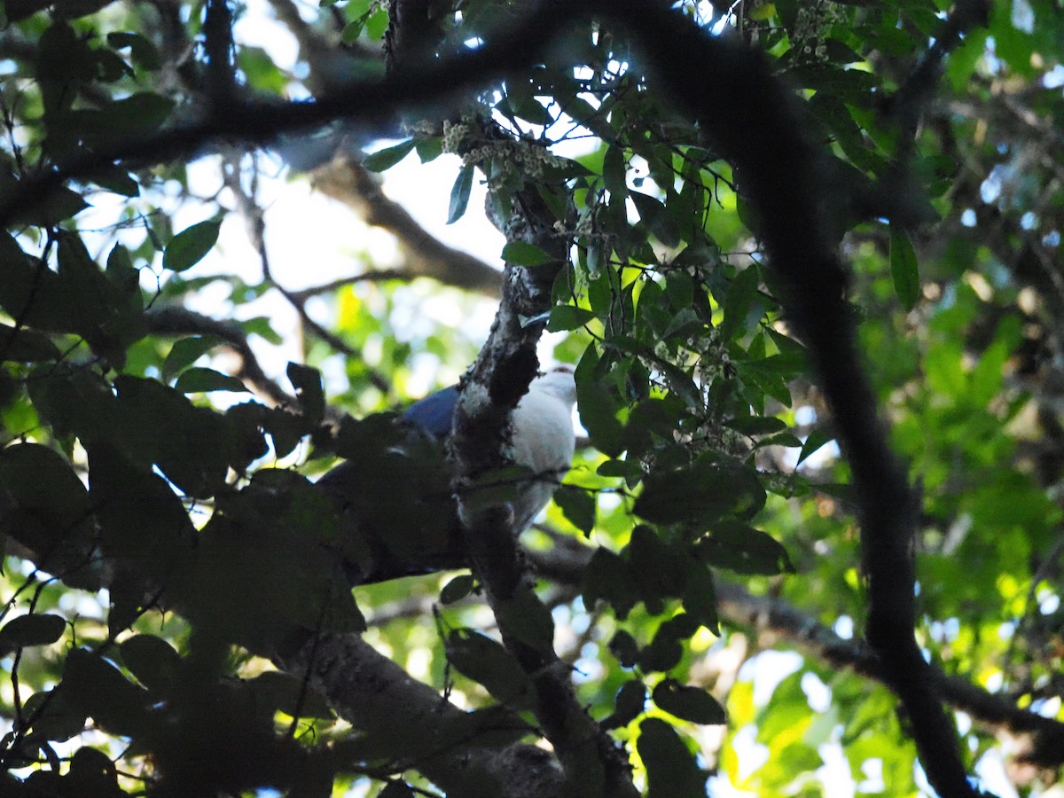 White-headed Pigeon - ML643583637