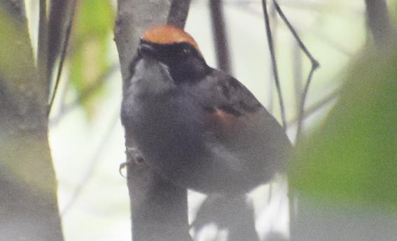 Black-cheeked Gnateater - ML643583640