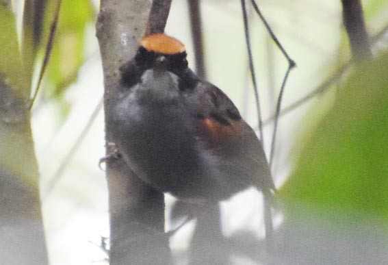 Black-cheeked Gnateater - ML643583642