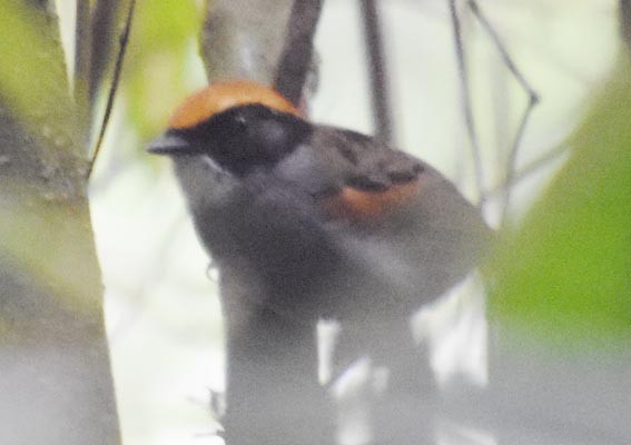 Black-cheeked Gnateater - ML643583644