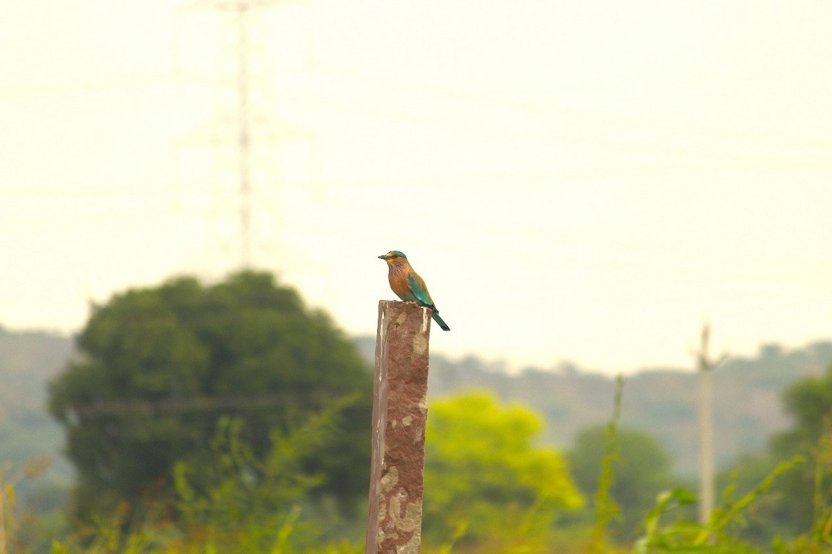 Indian Roller - ML643583645