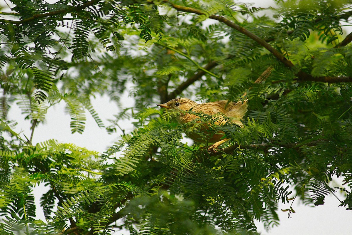 Common Babbler - ML643583658