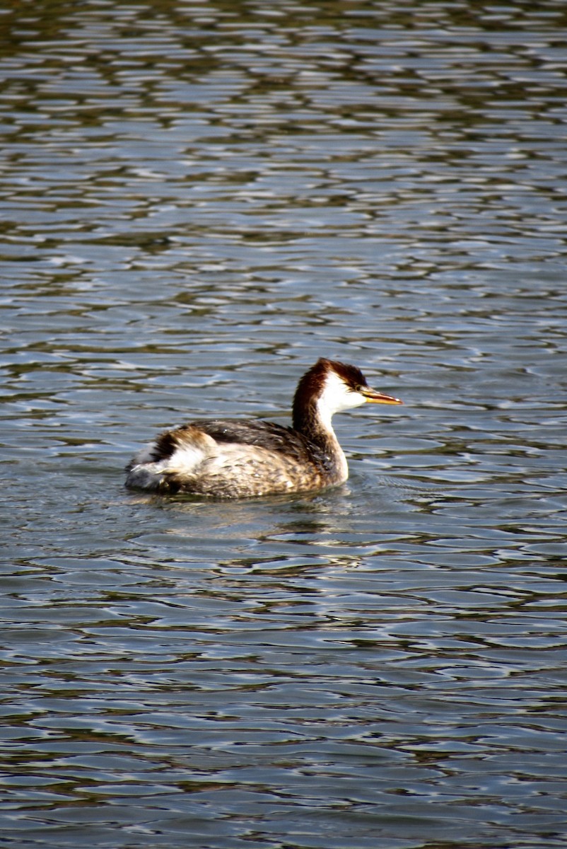 Titicaca Grebe - ML643583659