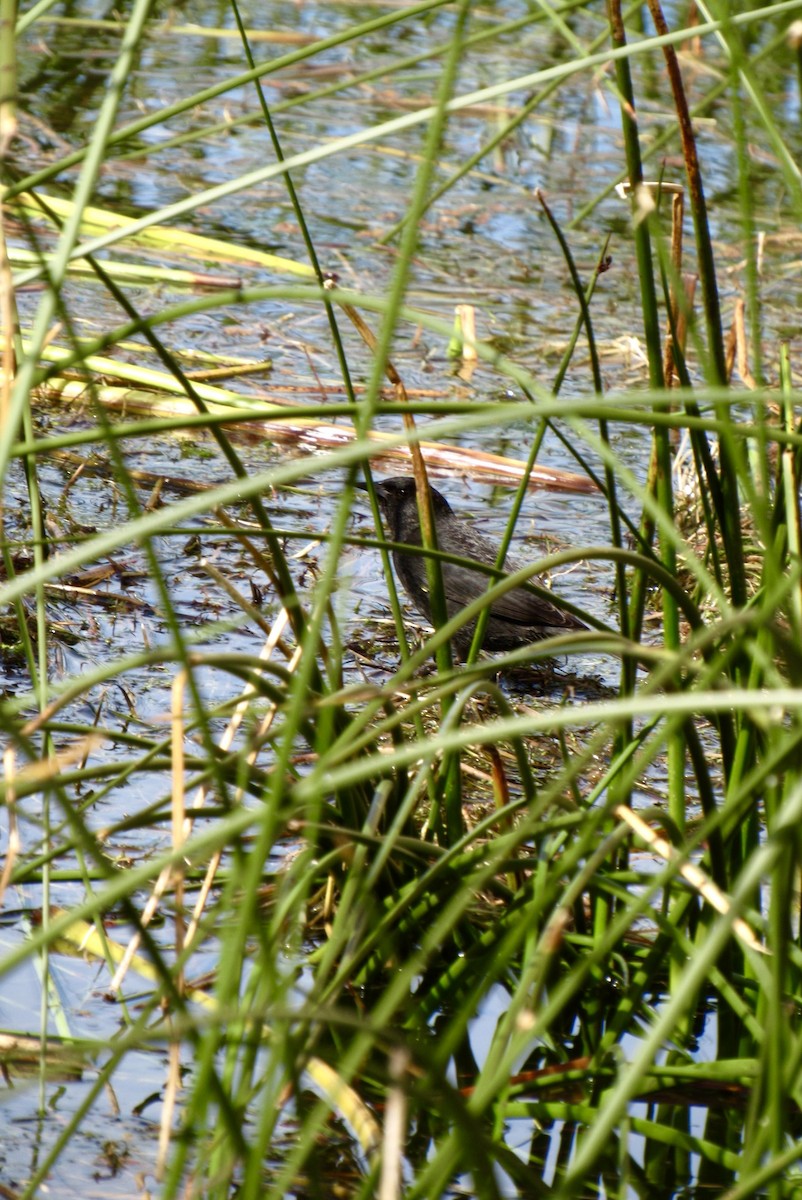 Yellow-winged Blackbird - ML643583664