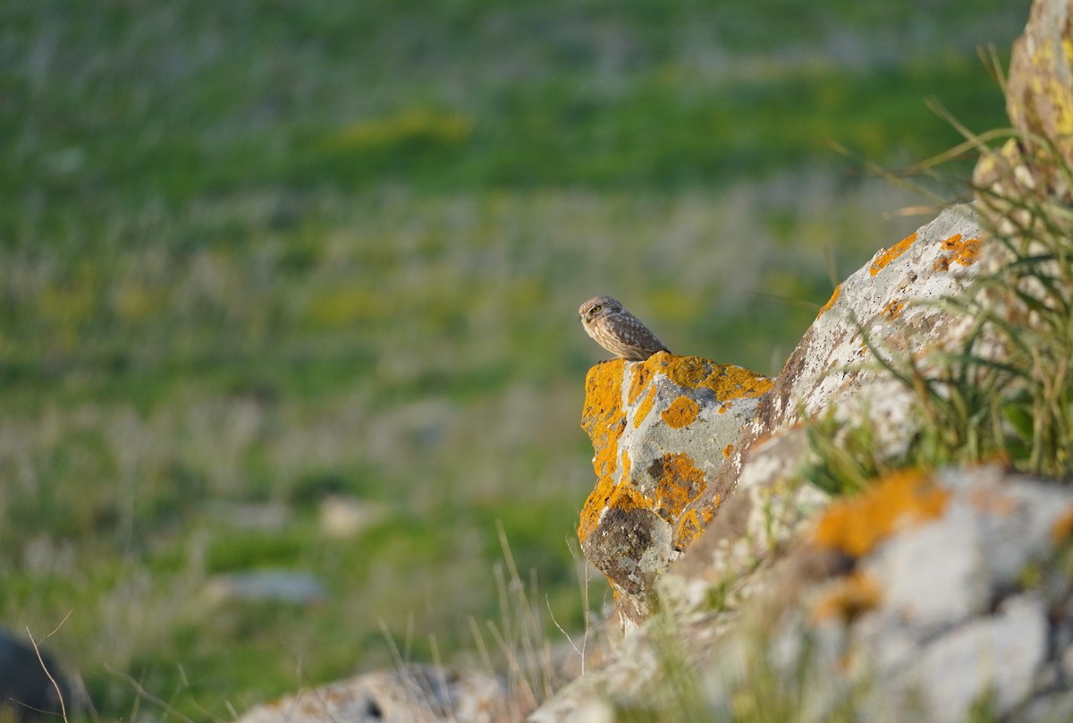 Little Owl - ML643583671