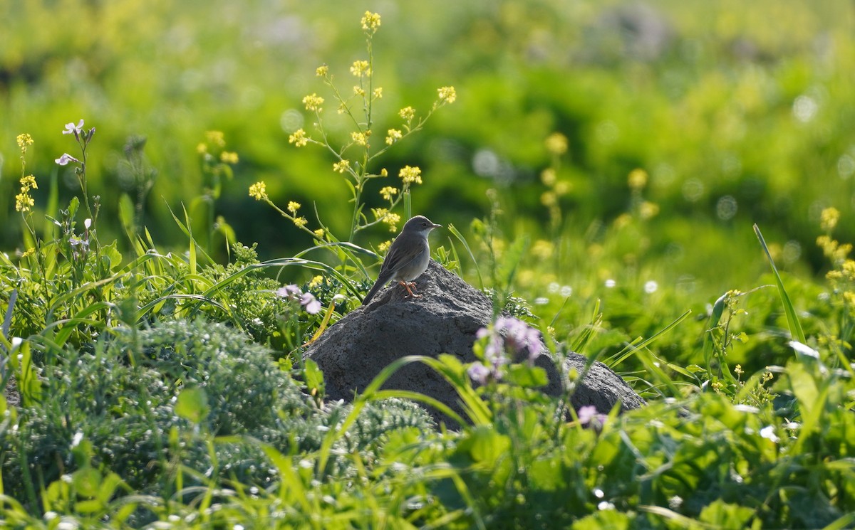 Greater Whitethroat - ML643583680