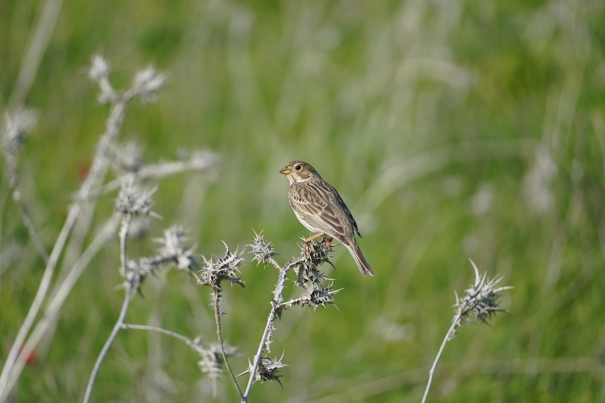 Corn Bunting - ML643583683