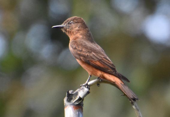 Cliff Flycatcher - ML643583691