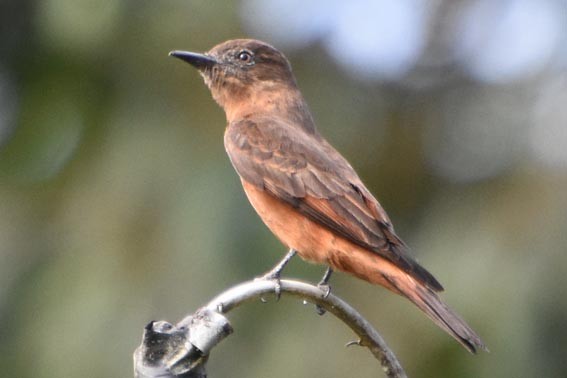 Cliff Flycatcher - ML643583692