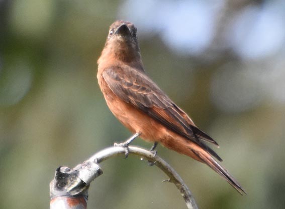 Cliff Flycatcher - ML643583693