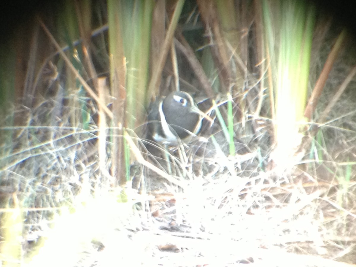 Australian Painted-Snipe - ML643583705