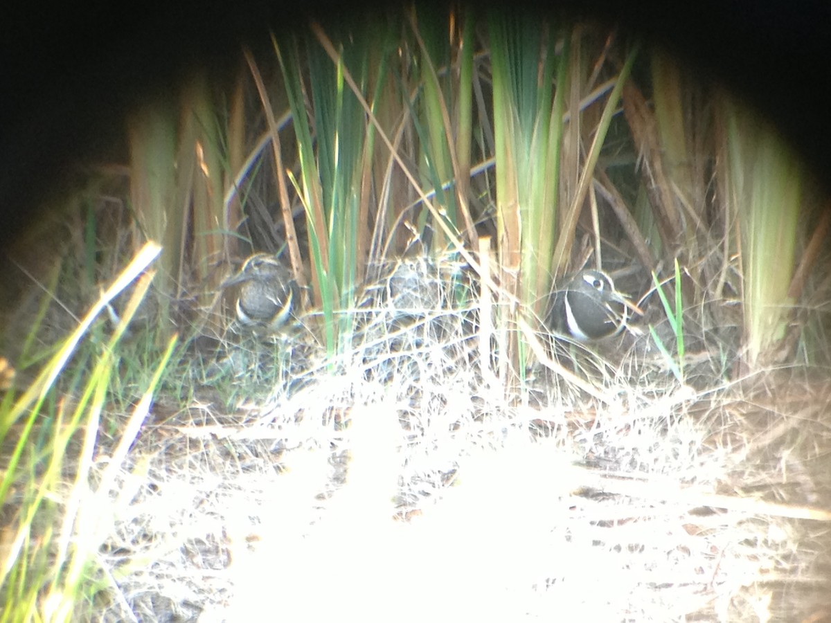 Australian Painted-Snipe - ML643583706