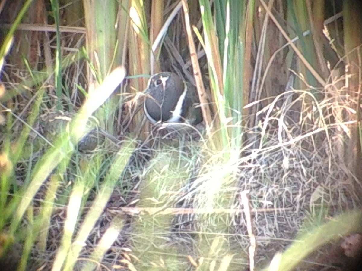 Australian Painted-Snipe - ML643583707