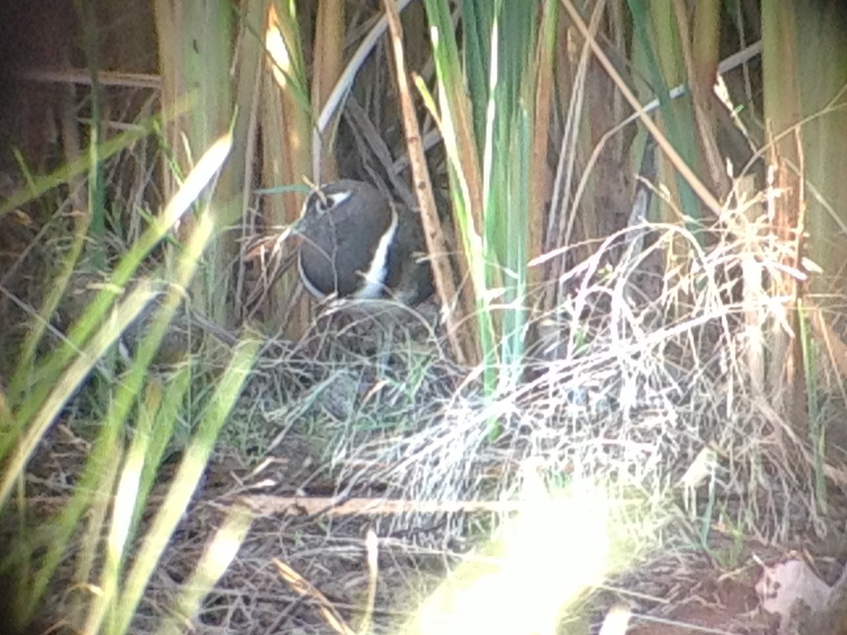 Australian Painted-Snipe - ML643583708