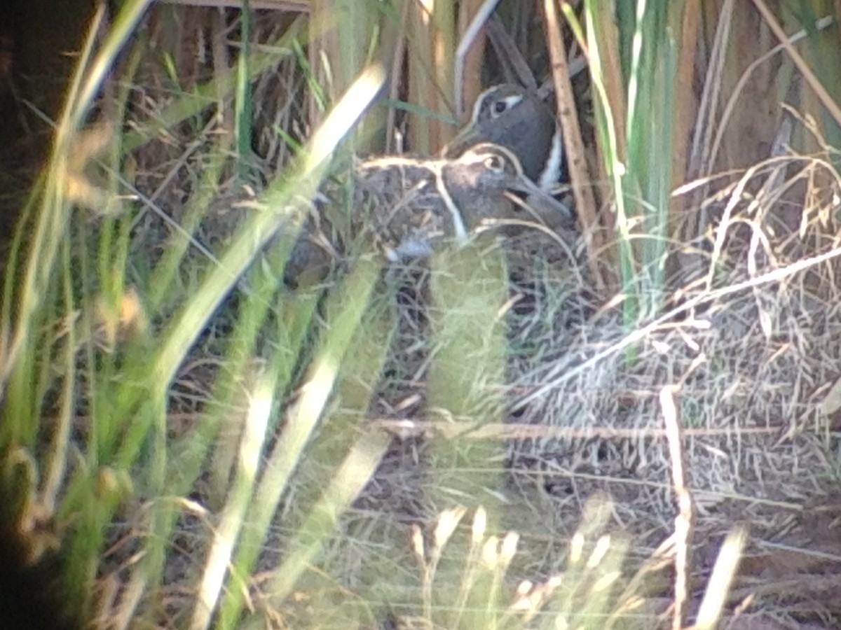 Australian Painted-Snipe - ML643583709