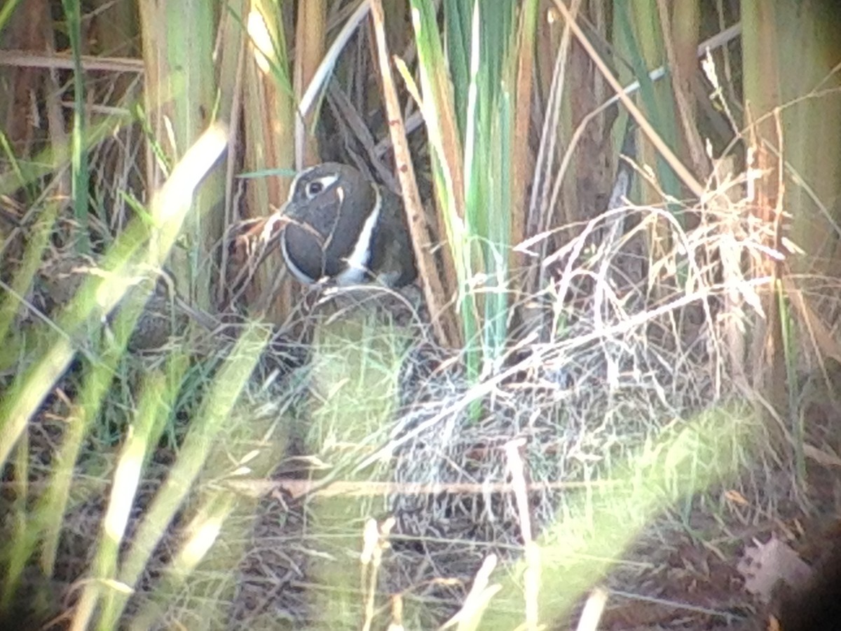 Australian Painted-Snipe - ML643583710