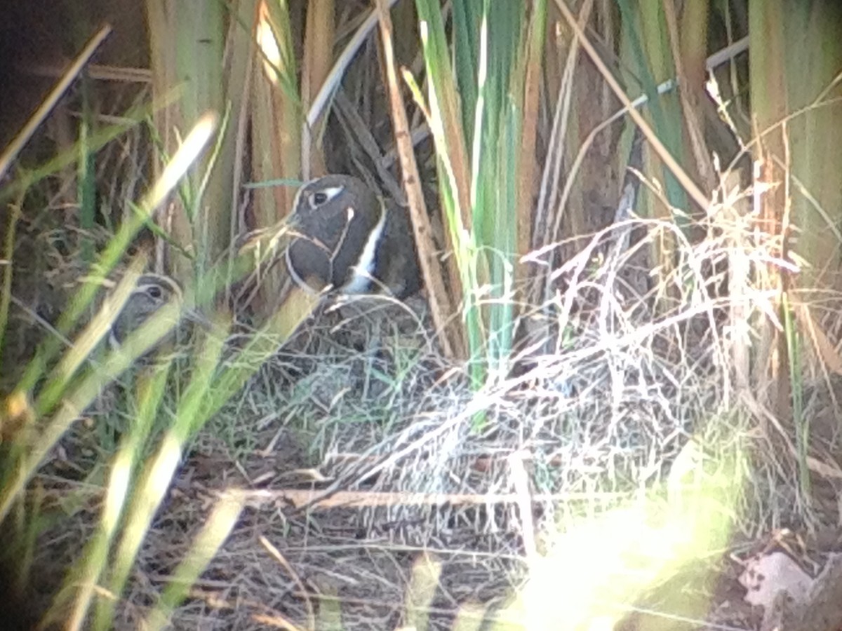 Australian Painted-Snipe - ML643583711