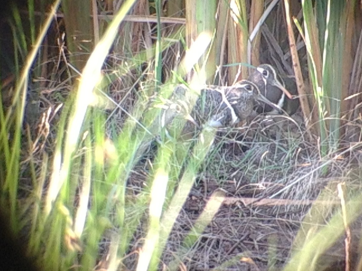 Australian Painted-Snipe - ML643583712
